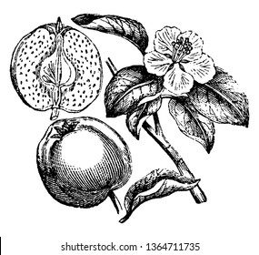 This is the Quince Fruit. It looks like a green apple. It has flat, long leaf and flower with fine Pollain grains. There is a seed inside fruit, vintage line drawing or engraving illustration.