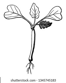 This is Radish sprout which is converts into plant. 2 Leaves heart-shaped and 2 is lobe-leaf & roots are present at the bottom of the plant, vintage line drawing or engraving illustration.