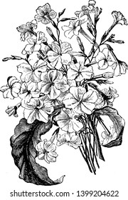 This is a rare Australian tobacco it grows to tall-with smaller tubular flowers but many of them. Flowers are white. The leaves are less coarse as well, vintage line drawing or engraving illustration.