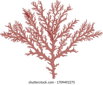 This is a red algae in the sea.