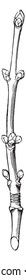 This is Red Maple branch where buds placed side by side, vintage line drawing or engraving illustration.