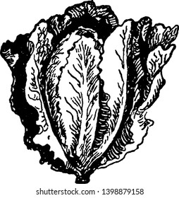 This Is Romaine Lettuce. It Types Of Vegetables. Its Outer Leaves Are Thick, Vintage Line Drawing Or Engraving Illustration.