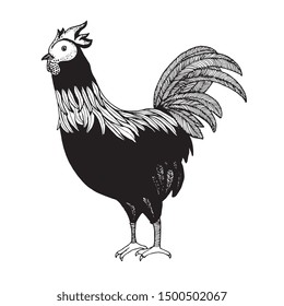 This rooster picture made by hand drawing with many detail on it's body, head, chicken feather and tail.
