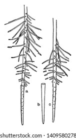 This Is Roots Of Water Hyacinth Plant. It Is A Water-soluble Plant And The Root Of The Plant Is Slim And Has Small Lateral Roots, Vintage Line Drawing Or Engraving Illustration.