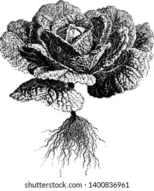 Das hier ist gesunder Kohl. Es hat grüne und zerknitterte Blätter. Die Blätter sind knusprig und zart. Savoy-Kohl wird beim Kochen verwendet. Savoy-Kohl ist ein Wintergemüse, Vintage-Linien-Zeichnung oder Gragraben