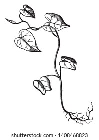 This scene is showing advanced seedling of Morning Glory, vintage line drawing or engraving illustration.