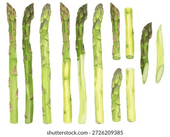 This is a set of illustrations of asparagus cut in various ways. They include whole, peeled and pre-cut, and pre-cut. They can be used for illustrations and diagrams in culinary-related designs.