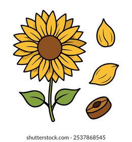 Este conjunto de veinte ilustraciones de girasol en un estilo botánico vintage es perfecto para diseños de temática floral, agregando un encanto rústico y natural a sus proyectos.