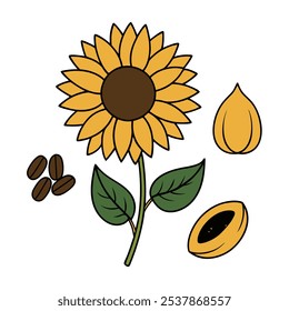 Este conjunto de veinte ilustraciones de girasol en un estilo botánico vintage es perfecto para diseños de temática floral, agregando un encanto rústico y natural a sus proyectos.