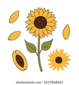 Este conjunto de veinte ilustraciones de girasol en un estilo botánico vintage es perfecto para diseños de temática floral, agregando un encanto rústico y natural a sus proyectos.