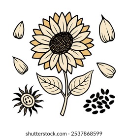 This set of twenty sunflower illustrations in a vintage botanical style is perfect for floral-themed designs, adding a rustic and natural charm to your projects.
