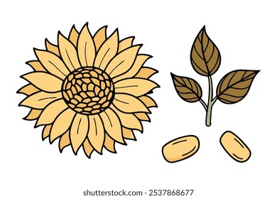 Este conjunto de veinte ilustraciones de girasol en un estilo botánico vintage es perfecto para diseños de temática floral, agregando un encanto rústico y natural a sus proyectos.