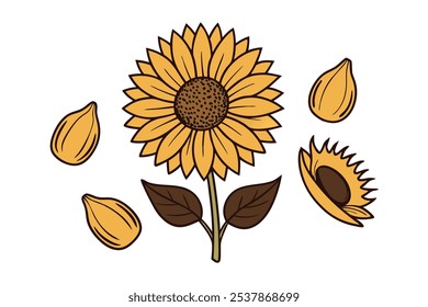 Este conjunto de veinte ilustraciones de girasol en un estilo botánico vintage es perfecto para diseños de temática floral, agregando un encanto rústico y natural a sus proyectos.