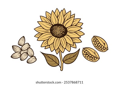 Este conjunto de veinte ilustraciones de girasol en un estilo botánico vintage es perfecto para diseños de temática floral, agregando un encanto rústico y natural a sus proyectos.