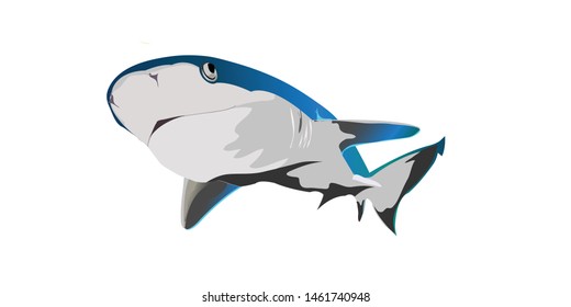 this is a shark for graphic illust design or etc