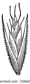 This is showing of wild grass oats, it's like a position of bud, outside is soft, and upper side is smaller, vintage line drawing or engraving illustration.