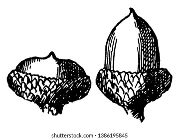 In This shows the acorn of Bear Oak are Quercus ilicifolia, vintage line drawing or engraving illustration.