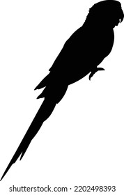 Esta es la silueta de un solo vuelo de Macaw