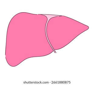 Esta é uma simples ilustração do fígado.