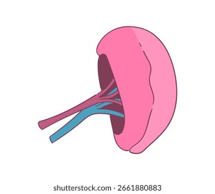 Esta es una simple ilustración del bazo.