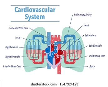 This is a simple vector illustration of the cardiovascular system focusing on the heart and lungs with the names of each part in English.