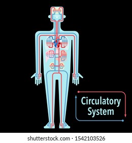 This is a simple vector illustration of circulatory system in black background.