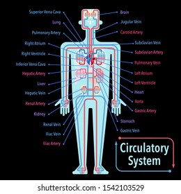 This is a simple vector illustration of the circulatory system with the name of each part written in English on a black background.
