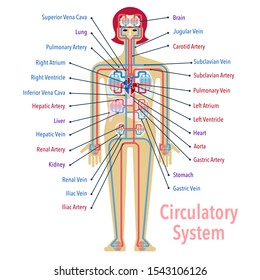 This is a simple vector illustration of the circulatory system with the name of each part in English.