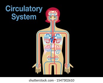This is a simple vector illustration of the circulatory system of black back.