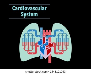 This is a simple vector illustration of circulatory system focused on heart and lungs on black background.