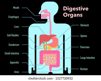 This is a simple vector illustration of the digestive tract with the names of each part on a black background.