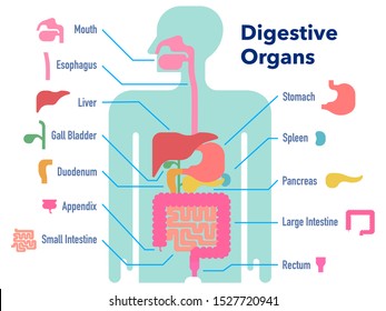 This Is A Simple Vector Illustration Of The Digestive Tract With Name For Each Part.