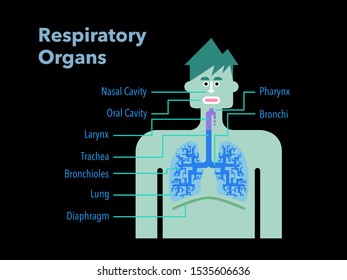 This is a simple vector illustration of respiratory organs with the names of each part written in English on a black background.