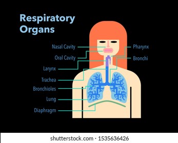 This is a simple vector illustration of respiratory organs with the names of each part written in English on a black background.