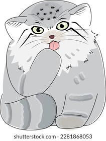 This is a sitting manul cat grooming itself by lapping its paws with its tongue.