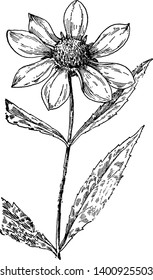 In dieser Skizze Bidens laevis ist eine Art von Blütenpflanze in der Familie Compositae bekannt durch die gemeinsamen Namen größere bur-Ringelblume und glatten Beggarticks, Vintage-Linie Zeichnung oder Gravur