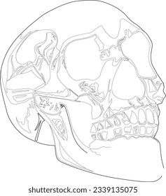 This is Skull sketch line art vector 