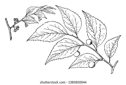 This is small branch of Common Hackberry tree. Fruits grows at the end of leaf. In another image of branch, flowers seen there, vintage line drawing or engraving illustration.