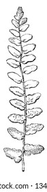 This is small branch of Nothochlaena Sinuata plant. Its leaves are small, plain and one-way lobe. It has dilated segments and leaves are long, broad and attached at the base, vintage