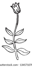 This is a small plant having opposite leaves at same level on a stalk and one flower at top, vintage line drawing or engraving illustration.