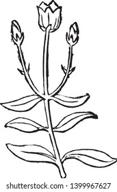 Das ist eine kleine Pflanze, die auf einem Stall gegenüber den Blättern auf gleicher Höhe steht. Eine Blume steht oben mit zwei kleinen Knospen, Vintage-Linien-Zeichnung oder Gravur-Illustration.