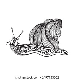 This snail picture made by hand drawing with many detail on it's body, face and armature shell.