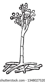 Esta es una especie de Botrytis y es un género de hongos anamorfos, dibujo de líneas vintage o ilustración de grabado.