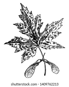 This is species of Maple and also known as silver maple, water maple. Leaves are green coloured. Tree grows hundred and twenty feet tall, vintage line drawing or engraving illustration.