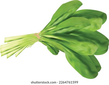 This is spinach leaves vector design