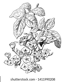 This is a spreading, semi-evergreen or evergreen climber that grows 15 feet or more. Stems and foliage have hooked barbs. Leaves are pinnate, bright green, up to 10 inches long, vintage line drawing