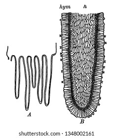 This is a structural image of Fungus Gills and it belongs to both edible and poisonous species of mushrooms, vintage line drawing or engraving illustration.