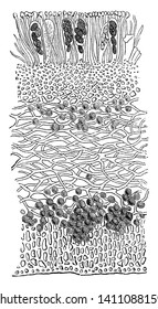 This is a structural image of leaf Lichen.As it is not a plant,it has leafless branches, vintage line drawing or engraving illustration.