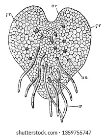 Das ist eine Struktur von Young ProThallus of Fern. Es hat folgende Organe proThallus, Wurzelhaare, Antheridien, Archegonia, Vintage Linie Zeichnung oder Gravitation Illustration.