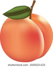This stunning 3D peach vector illustration is digitally created, hyper-realistic shading and soft color gradients.This peach illustration brings a fresh and natural look to any print or digital design